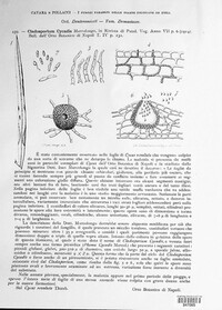 Cladosporium cycadis image